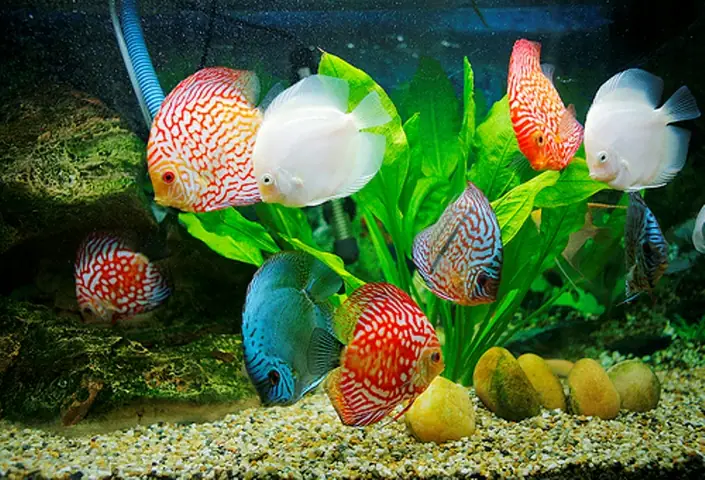 Những Bức Ảnh Đẹp Về Cá