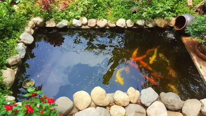 10+ Mẫu Hồ Cá Koi Hình Chữ Nhật Đẹp Hút Hồn