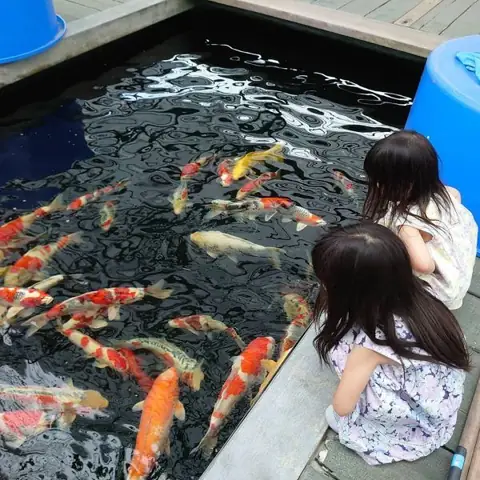 10+ Mẫu Hồ Cá Koi Hình Chữ Nhật Đẹp Hút Hồn