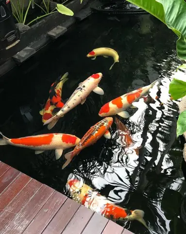 10+ Mẫu Hồ Cá Koi Hình Chữ Nhật Đẹp Hút Hồn