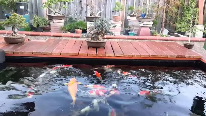 Một Số Lưu Ý Khi Thiết Kế Hồ Cá Koi Hình Chữ Nhật