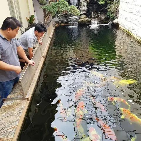 10+ Mẫu Hồ Cá Koi Hình Chữ Nhật Đẹp Hút Hồn