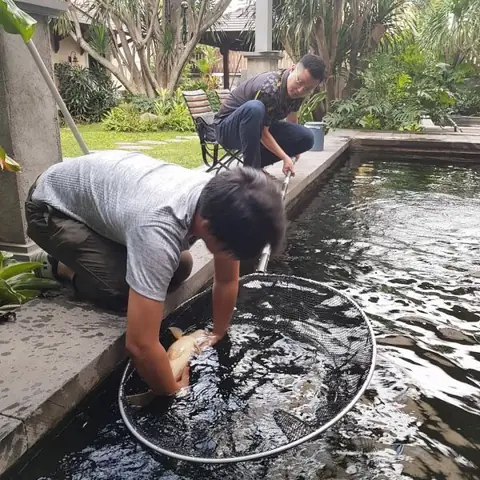 10+ Mẫu Hồ Cá Koi Hình Chữ Nhật Đẹp Hút Hồn