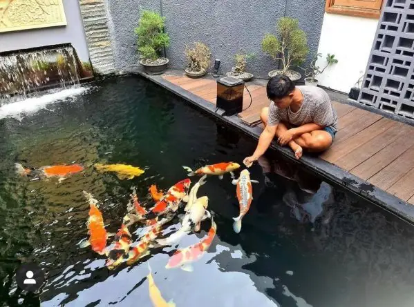 10+ Mẫu Hồ Cá Koi Hình Chữ Nhật Đẹp Hút Hồn