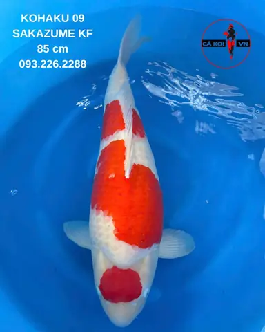 Kohaku 09