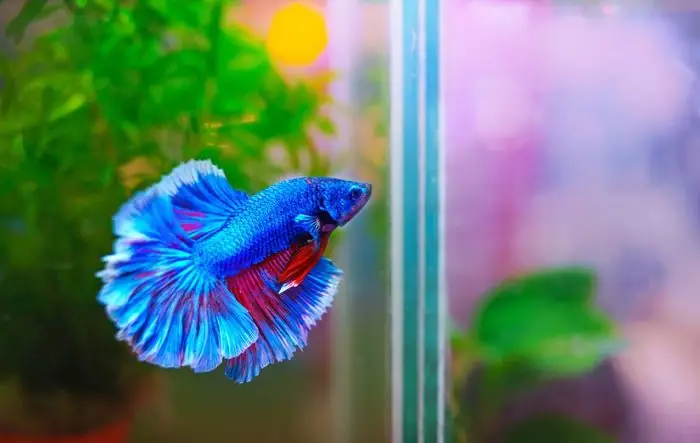 Hình Nền Cá Betta Đẹp Mê Hồn