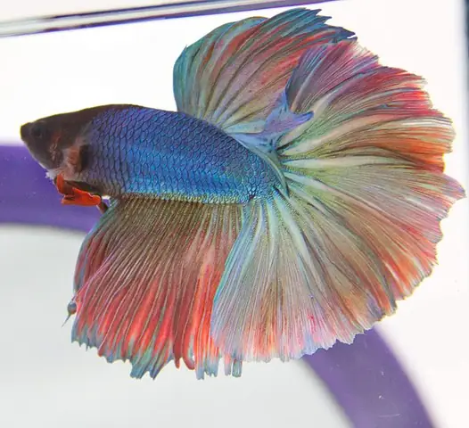 Hình Nền Cá Betta Đẹp Mê Hồn