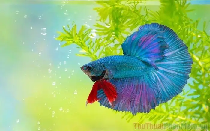 Hình Nền Cá Betta Đẹp Mê Hồn