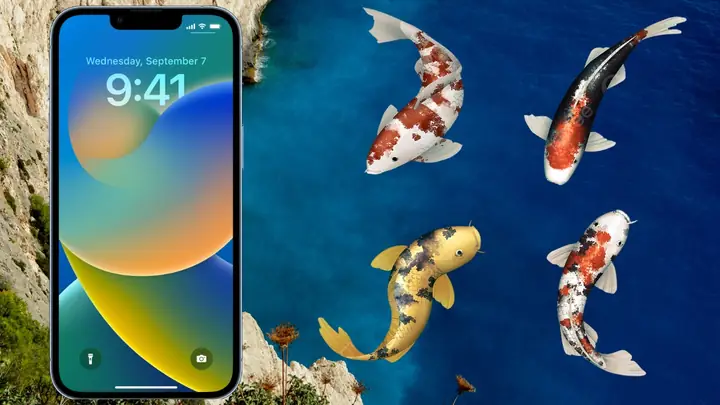 Hình Nền Cá Koi Cho Iphone Chất Lượng 4k Sinh Động Nhất, Thu Hút Nhiều Năng Lượng Tích Cực Đến Cho Bạn