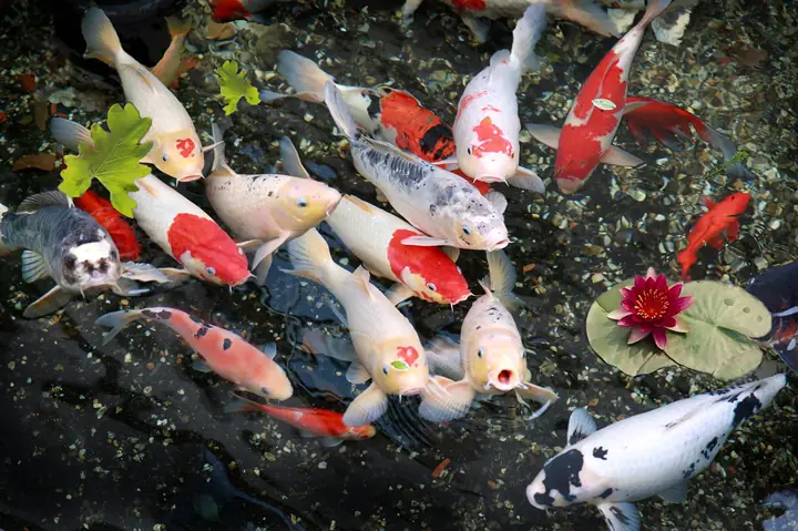Tác Dụng Của Hình Ảnh Cá Koi