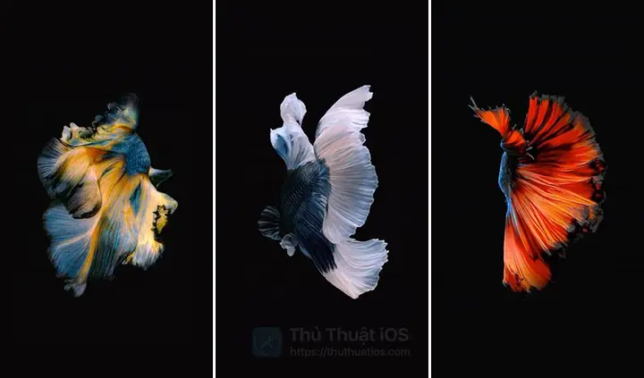 Tải Tập Tin Con Cá