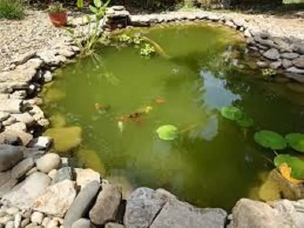 Để Biết Cách Xử Lý Nước Hồ Cá Bị Rêu Xanh Thì Phải Hiểu Biết Về Nguyên Nhân Hình Thành.
