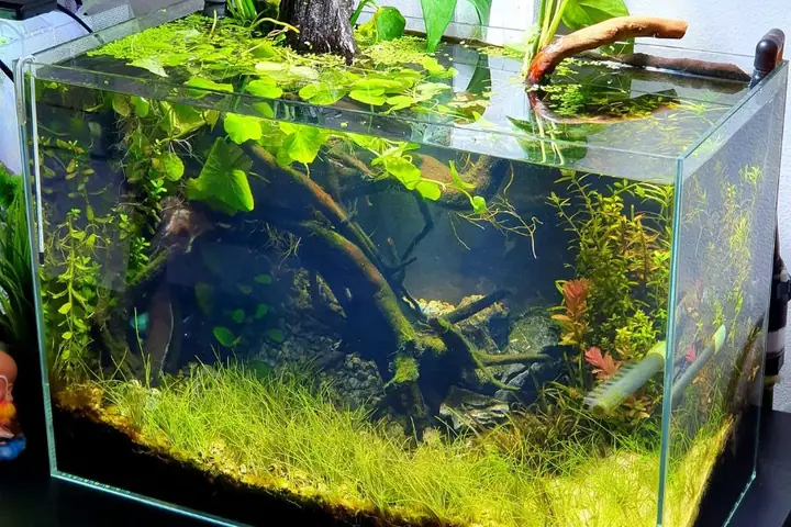 Há» Cã¡ Mini Äá» Bã N