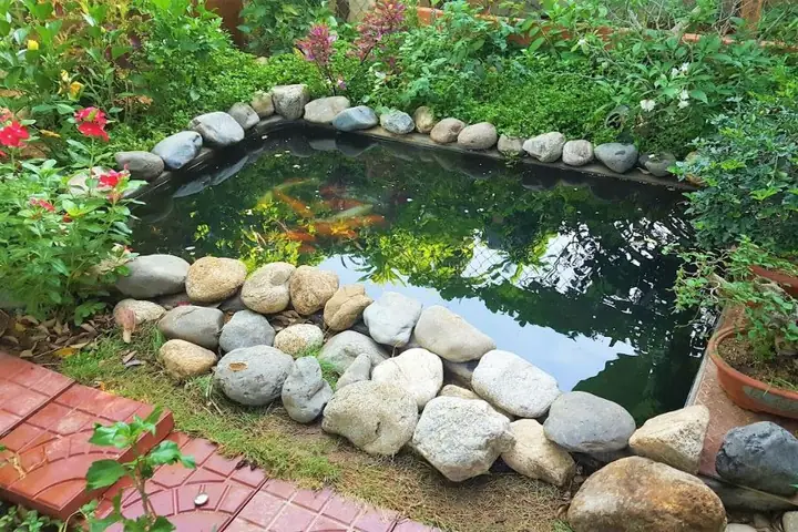 25 Máº«u Tiá»u Cáº£nh Há» Cã¡ Äáº¹p Nháº¥t Hiá»n Nay