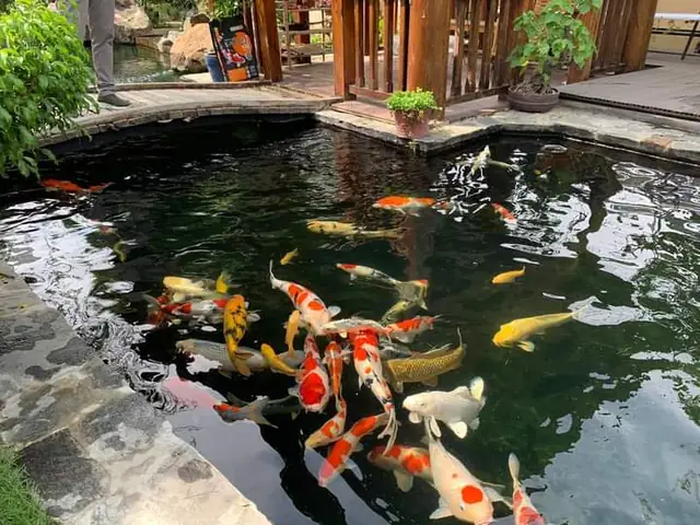 Hồ Cá Cảnh Sân Vườn