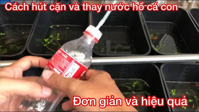 Hướng Dẫn Làm Hồ Cá Mini Từ Chai Nhựa: Tái Chế Sáng Tạo Và Trang Trí Độc Đáo