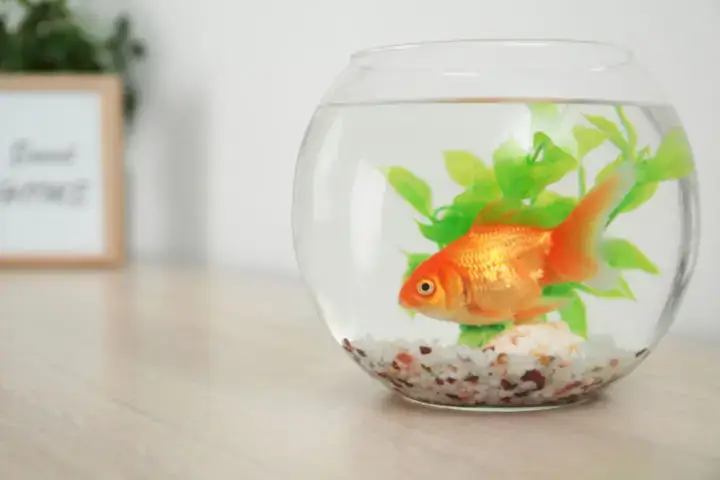 Chuẩn Bị Và Thiết Lập Hồ Cá Đứng Mini