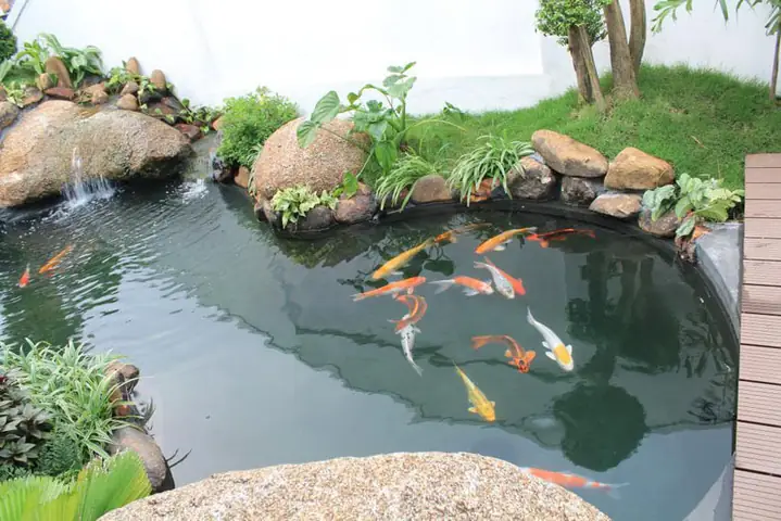 Mẫu Hồ Cá Hình Bán Nguyệt Ngoài Trời