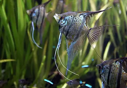 Khám Phá Thế Giới Cá Hoàng Đế (họ Cichlidae): Đa Dạng, Sắc Màu Và Bí Mật Hành Vi
