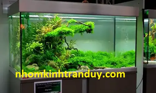 Hồ Cá Kiểng Giá Rẻ: Hướng Dẫn Chọn Mua & Thiết Kế Cho Người Mới Bắt Đầu