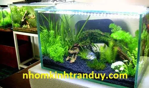 Hồ Cá Kiểng Giá Rẻ: Hướng Dẫn Chọn Mua & Thiết Kế Cho Người Mới Bắt Đầu Hồ Cá Kiểng Giá Rẻ: Hướng Dẫn Chọn Mua & Thiết Kế Cho Người Mới Bắt Đầu