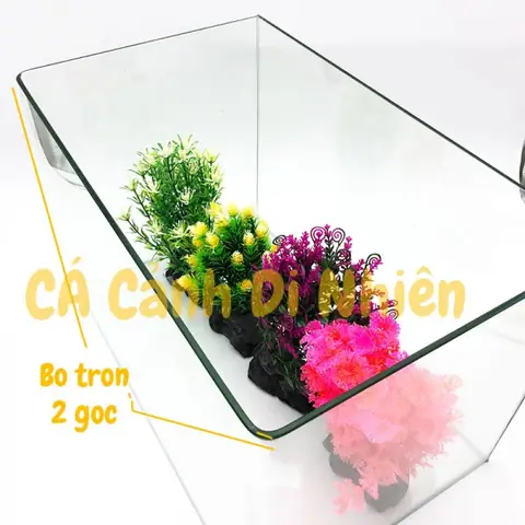 Hồ Cá Kính Cong: Lựa Chọn Hoàn Hảo Cho Không Gian Sống Hiện Đại