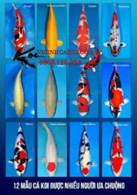 Cá Koi