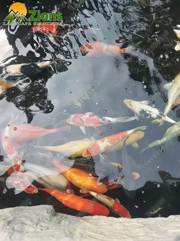 Ca Koi 2 Zions
