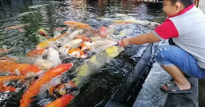 Koi Cafe