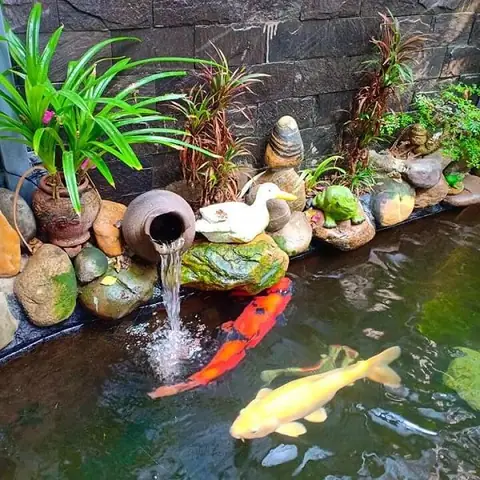 Hồ Cá Koi Đẹp: Kiến Thức Toàn Diện Từ Thiết Kế Đến Chăm Sóc