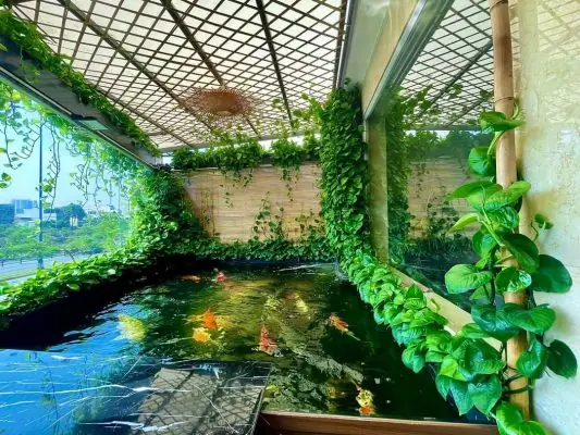 Không Cho Cá Ăn Thừa Nhiều Thức Ăn