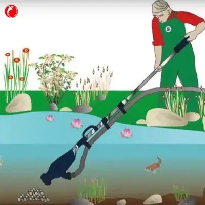 Vệ Sinh Hồ Và Dọn Dẹp Đúng Cách