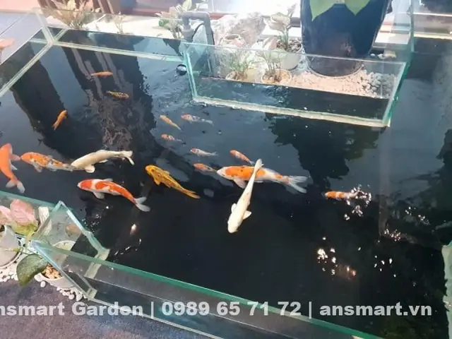 Hồ Cá Koi Mini Bằng Kính- Lựa Chọn Tuyệt Vời