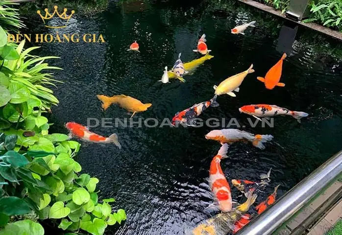 Lợi Ích Khi Làm Hồ Cá Koi Mini Góc Sân