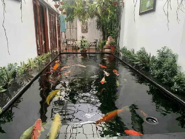 Hồ Cá Koi Phong Cách Hiện Đại – Tối Giản
