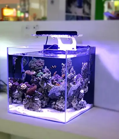 Hướng Dẫn Chi Tiết Về Hồ Cá Nước Biển Mini: Cách Thiết Lập Và Chăm Sóc