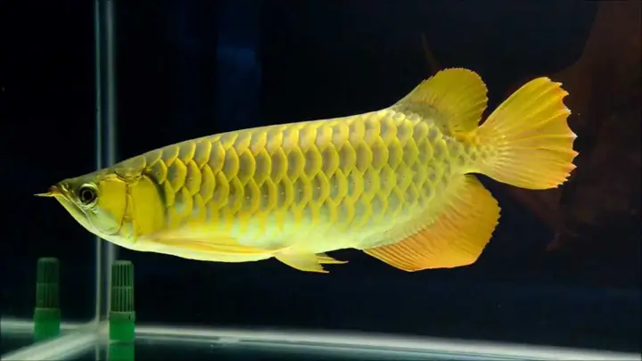 Sử Dụng Đá Và Cát Trang Trí