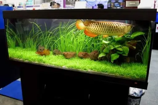 Kích Thước Và Vị Trí Của Hồ