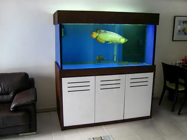 Hồ Cá Rồng 1m2