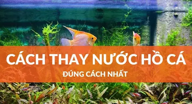 Hồ Cá Rồng Bao Lâu Thay Nước? Hướng Dẫn Chi Tiết Từ Chuyên Gia