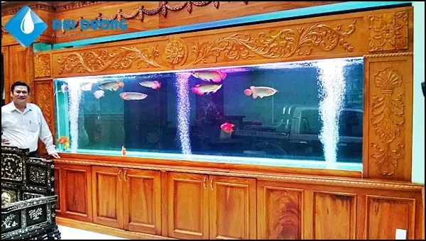 Hồ Cá Rồng Khủng: Kỹ Thuật, Thiết Kế Và Kinh Nghiệm Chăm Sóc