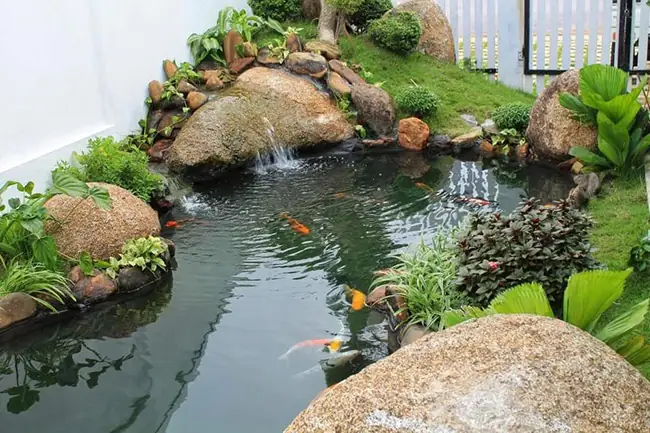 Hồ Cá Koi Sân Vườn