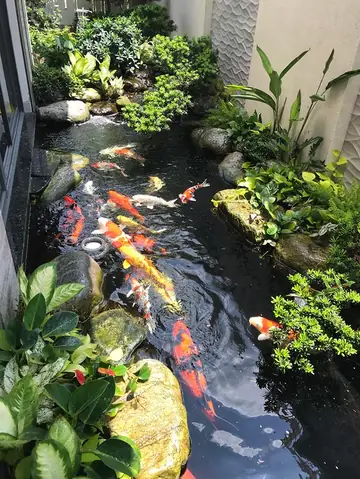 Hồ Cá Koi Sân Vườn