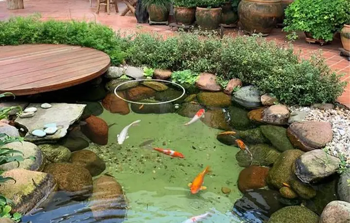 Hồ Cá Koi Mini Sân Vườn