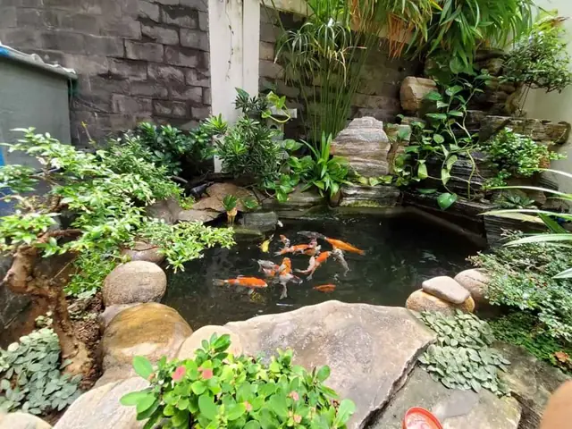 Hồ Cá Cảnh Sân Vườn