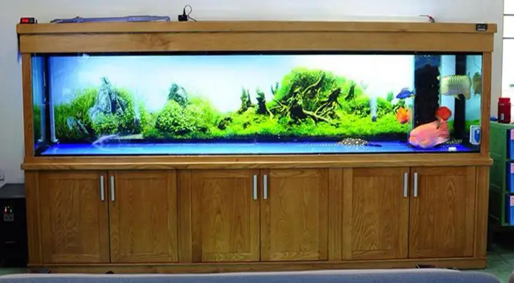 Top 10 Địa Chỉ Thanh Lý Hồ Cá Cũ Giá Tốt Nhất