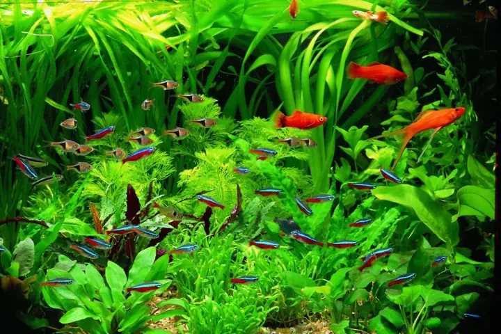 Cá Phù Hợp Cho Bể Thủy Sinh Mini