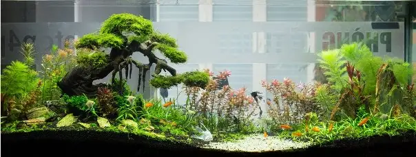 Lựa Chọn Hình Dáng Phù Hợp