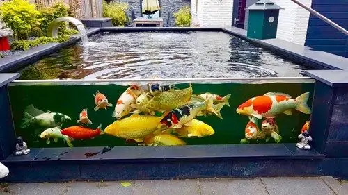 Kỹ Thuật Nuôi Cá Trong Hồ Kính: Từ A Đến Z Cho Người Mới Bắt Đầu