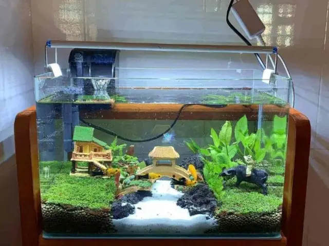 Loại Cá Nuôi Trong Hồ Kính